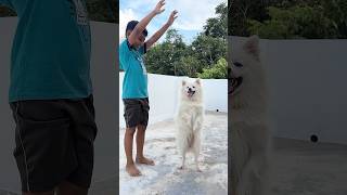 A smart dog❤️Funny videos youtubeshorts klshobasureshani [upl. by Kela246]