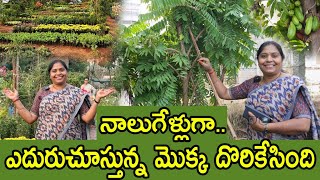 20 రూపాయల నుంచే Healthy plants ఐదెకరాల్లో హోల్ సేల్ నర్సరీ Nursery tour  TTH [upl. by Ahsenhoj]