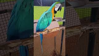 Macaw feeding birds [upl. by Nodaj]