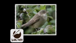 Birdcall Warbler Common ChiffChaff  Vogelstimme Weidenlaubsänger [upl. by Philander]