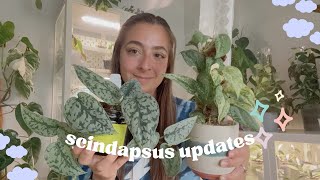 Scindapsus Collection Growth Updates [upl. by Anyer]