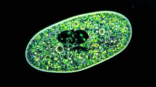 Amazing Microscopic video Paramecium Bursaria showing symbiosis with green algae [upl. by Bridge559]