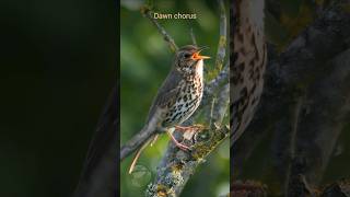 Song Thrush singing  Summer morning dawn chorus birds [upl. by Alekin623]