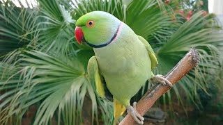 Natural Parrot Sounds Compilation  Amazing Parrot Chirping Sounds  Natural Parrot Voices [upl. by Eldoree]