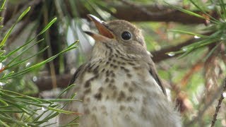 Hermit Thrush Song and Calls [upl. by Nolyad613]